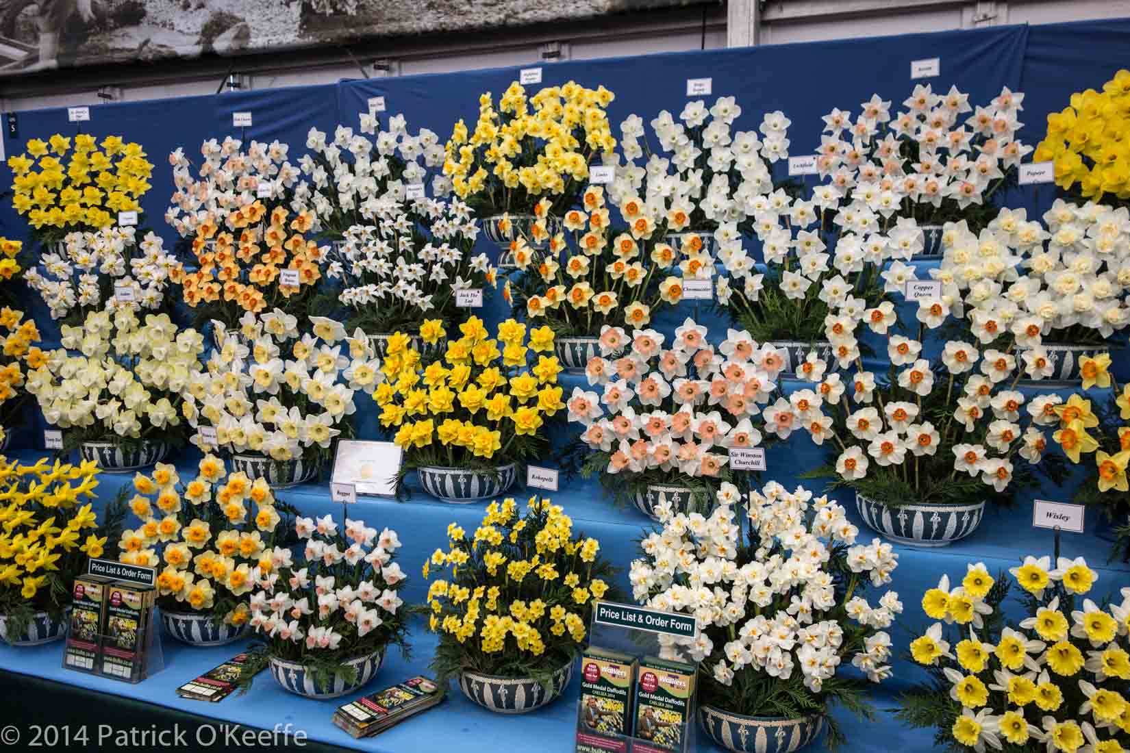 Image Daffodils